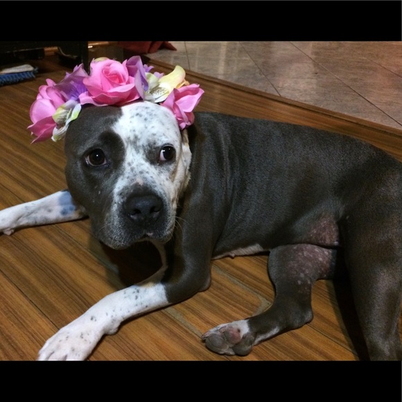 Meet your Posher, Ruthie - Picture 1 of 1